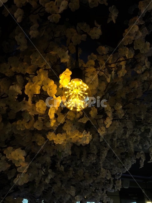 전구,꽃,카페,조명,빛,명암,사물,물건,오브젝트,thing,object,matter