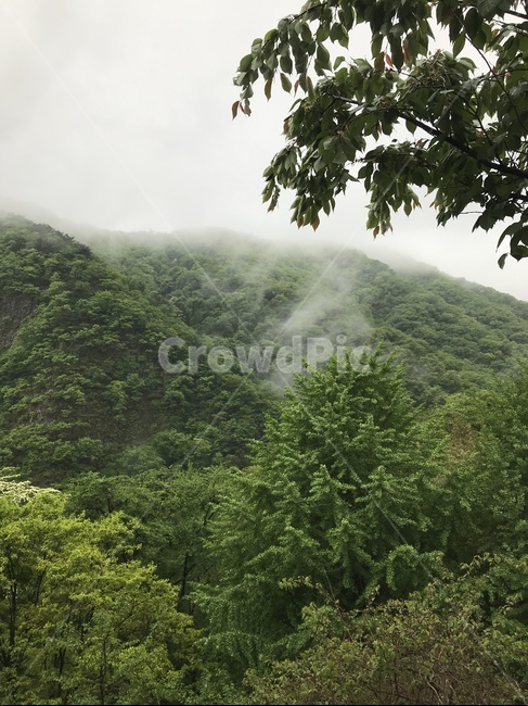 등산,산,산안개,정상,풍경,자연,풍경,nature,landscape,vegetation,초목,plant,식물,outdoors,옥외,rainforest,열대 우림,tree,나무,land,땅