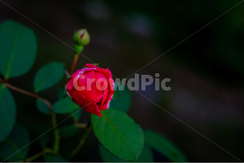 자연풍경,식물,꽃,감성사진,장미,식물,자연,plants,nature,꽃,flower