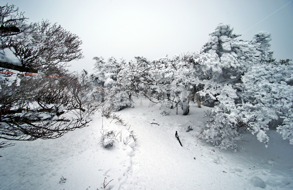 한라산,제주도,영실코스,설경,설화,겨울,안개,겨울,계절,winter,season