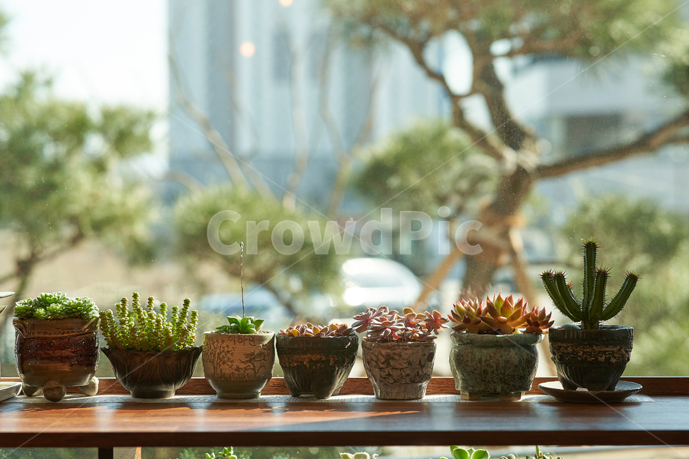 식물,화분,plant,botanical,화병,실내용화초,화분,화초,house plant