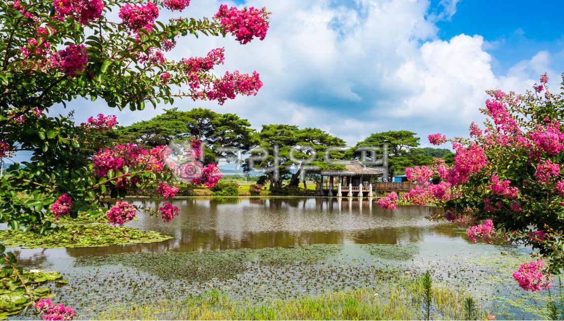 blue sky,pine tree,forest,Myrtle,flower tree,clouds,summer season,building,movables,pine forest,Soryuji,Rural,sky,green,blossom,reflection,countryside,tree,sperm,crepe myrtle,zinnia,water,full bloom,red flower,flower,sunlight,panorama,outdoors,light,lake,