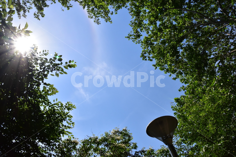 배경,아름다운,자연,나무,도시,공원,가로등,햇살,background,beautiful,nature,tree,city,park,streetlight,sunny,자연,풍경,nature,landscape,plant,식물