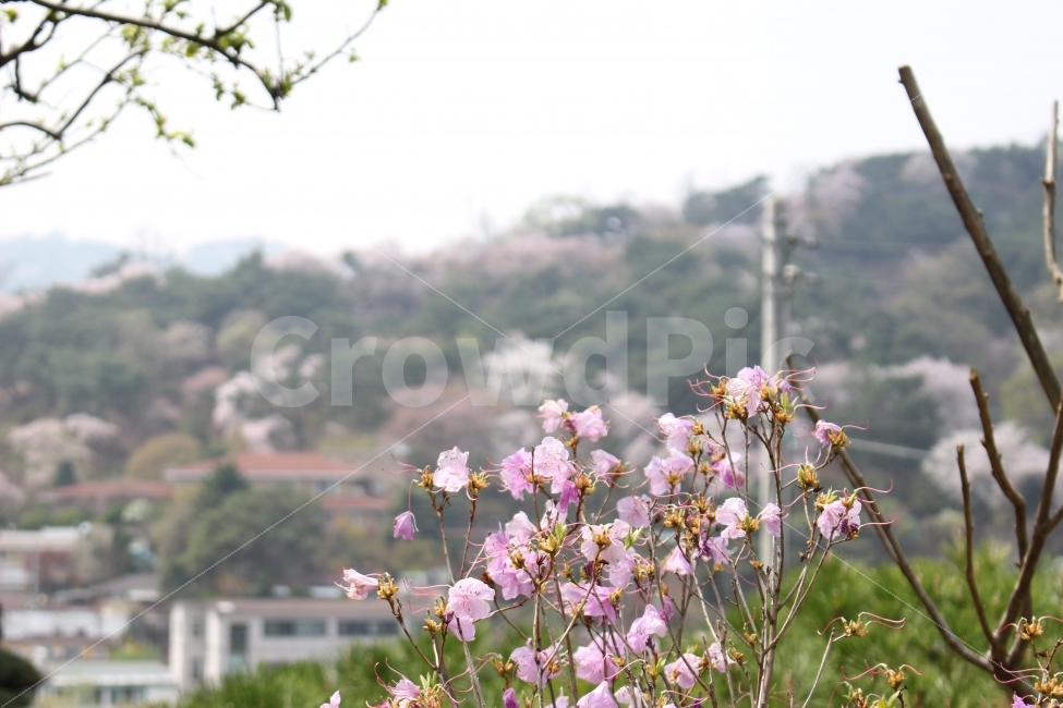 북촌,한옥마을,한옥,삼청동,종로,서울,꽃,봄,식물,자연,plants,nature,꽃,flower