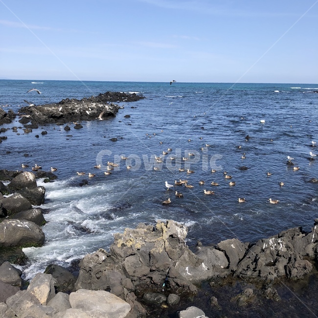 nature,자연,sea,바다,ocean,bird,새,adventure,모험,leisureactivities,레저활동,제주도