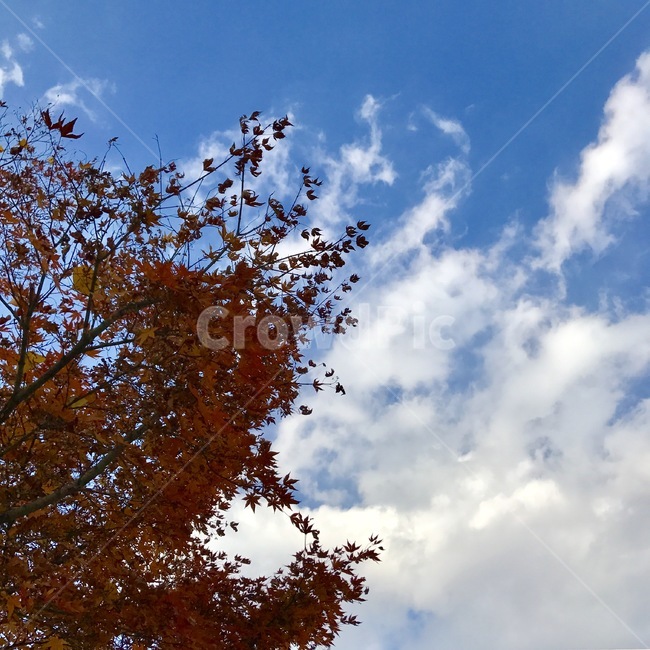하늘,단풍,메이플,가을,fall