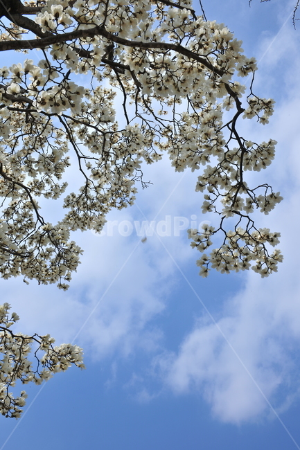 plant,식물,tree,나무,목련,수채화,하늘,봄,푸른,4월,spring,패턴,꽃