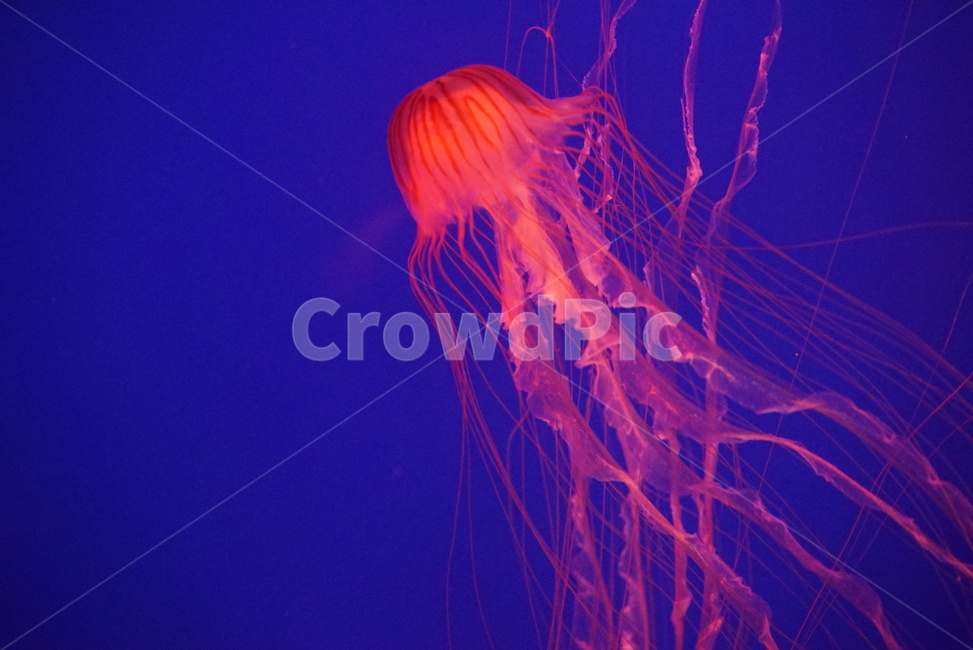 animal,동물,sealife,해양생물,해파리,아쿠아리움,동물,animal