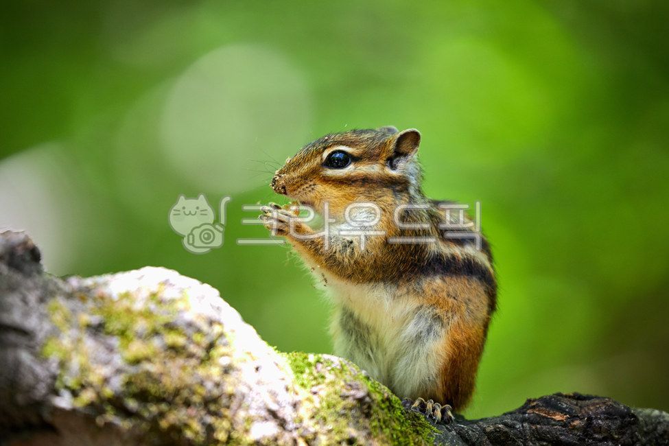 wildanimals,tree,treebrown,wild animals,brown,small animals,squirrel,mammals,spottedsquirrels,chipmunk,animal,wild beast,smallanimals,animals,brownmammals,wild,mammalia,squirrels