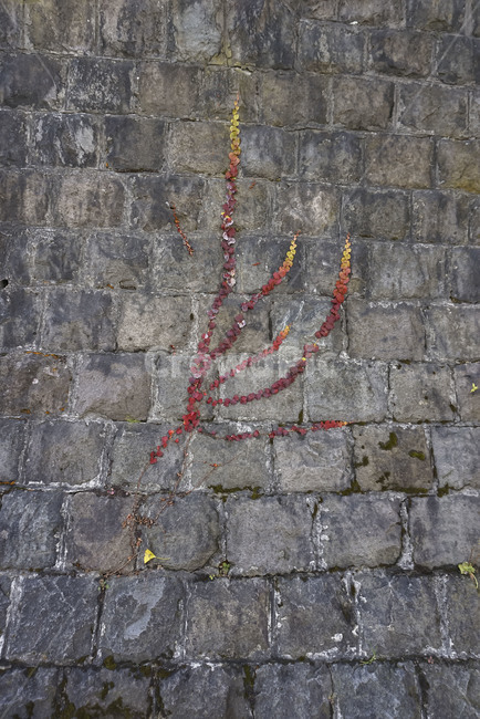 wall,벽,단풍,maple,자연,nature