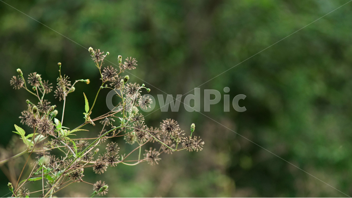 들꽃,산,숲,풀,여름,flower,녹색,green,mountain,forest,grass,식물,자연,plants,nature