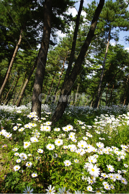 나무,숲,구절초,꽃,풍경,식물,flower,plant