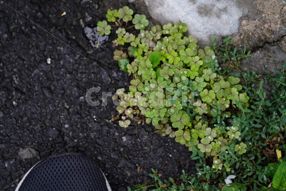 물방울,물,water,생명,생물,식물,plant,식물,자연,plants,nature