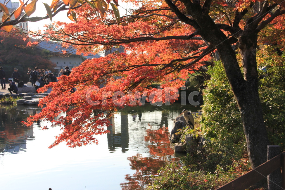 일본,신사,단풍,새,연못