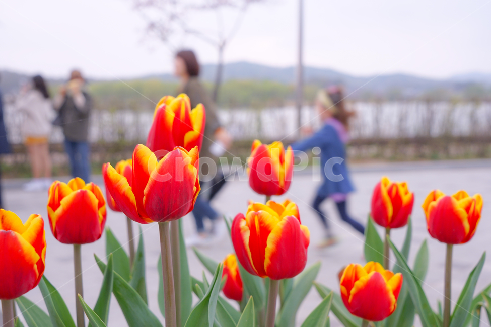 꽃,봄꽃,화초,공원,사람,여자,자연,튜립,식물,자연,plants,nature,꽃,flower