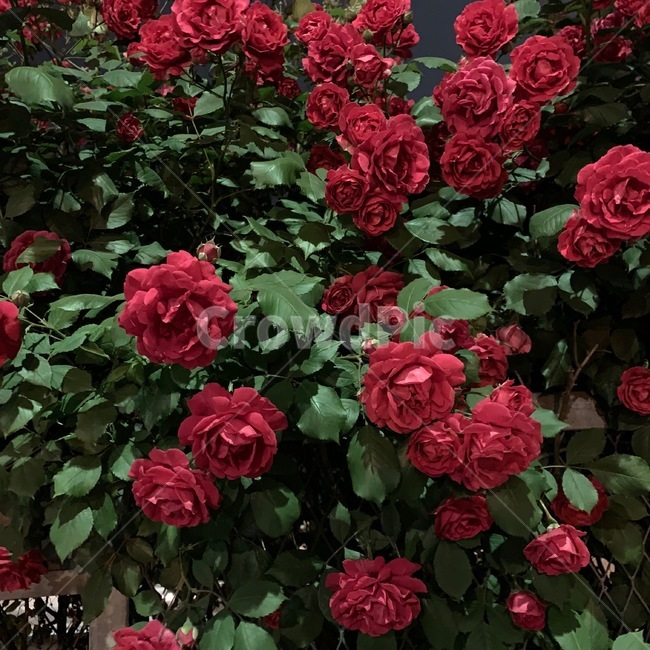 장미,꽃,여름꽃,빨간색,rose,아름다움,식물,flowers,red,강렬함