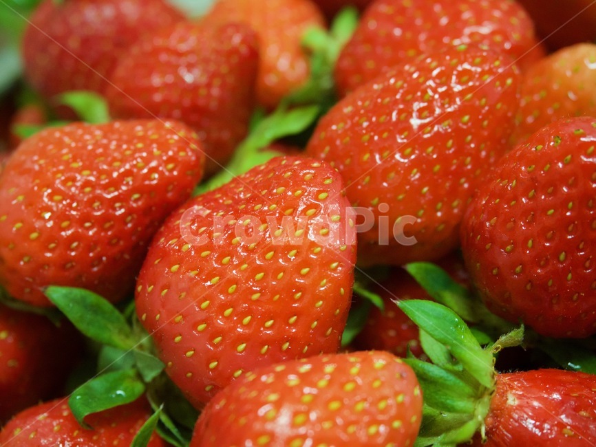 신선한딸기,녹색,흰색,한국딸기,빨간색,유기농,유기농딸기,배경,strawberry,딸기,food,식품,fruit,과일,음식,식재료,요리,food,cook,meal,dishes,food reserves,과일,열매,fruit,채소,야채,vegetables
