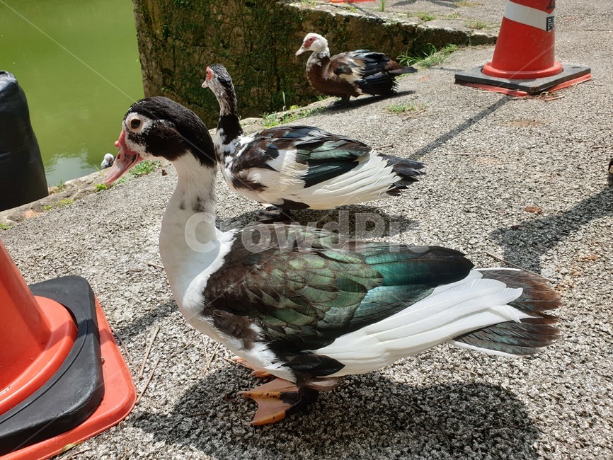 animal,동물,bird,새,일본