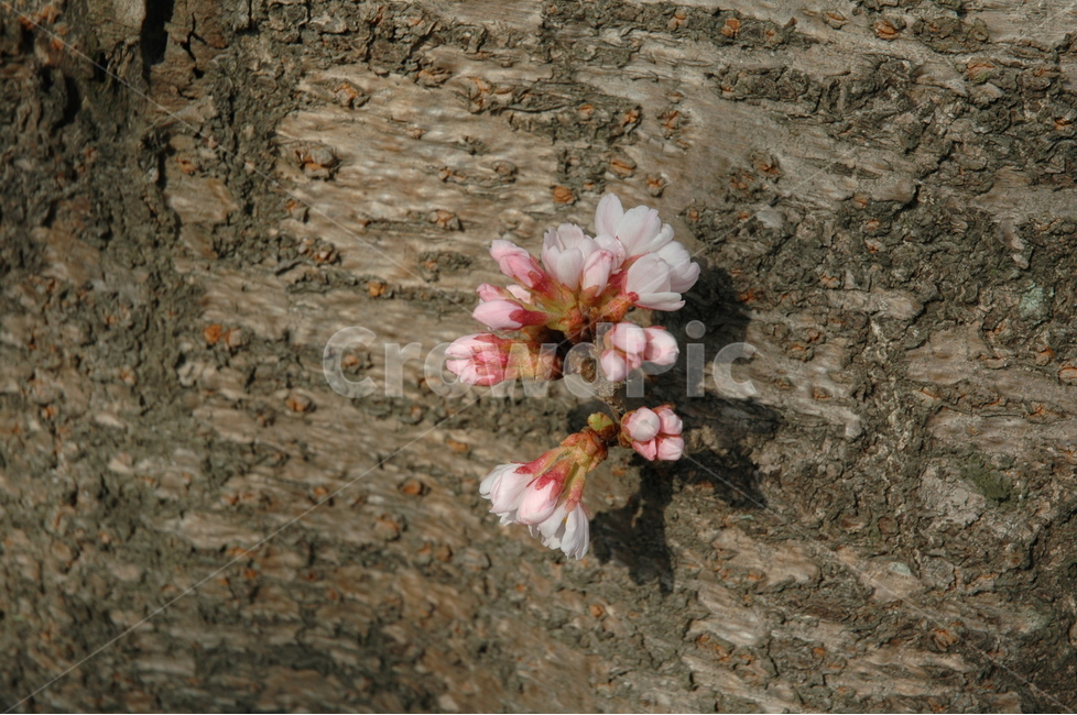 벚꽃,생명력,cherryblossom,꽃,분홍벚꽃,봄,계절,spring,season,식물,자연,plants,nature,꽃,flower,plant