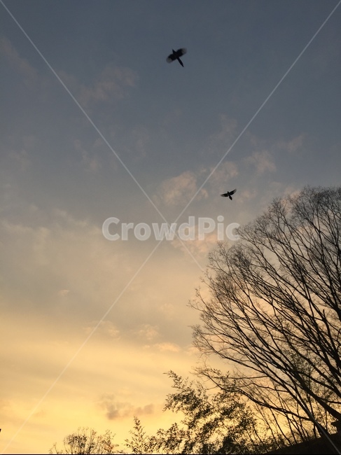 노을,해질무렵,석양,sunset,풍경,새,하늘,구름,빛,birds,sky,landscape,자연,풍경,nature,landscape,야경,밤,nightscape,night,bird,animal,동물,flying,나는