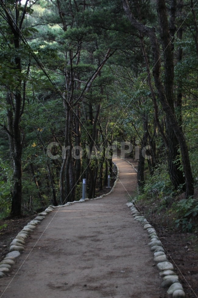 길,산책길,산책,나무,대구,자연,풍경,nature,landscape,path,통로,outdoors,옥외,arbour,정자,garden,정원