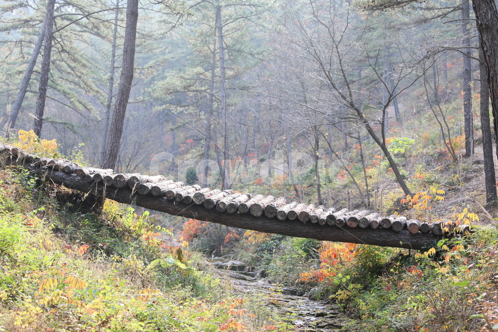 숲,가을,통나무다리,풍경,단풍,가을,계절,fall,autumn,season,자연,풍경,nature,landscape,tree,나무,plant,식물,ground,바닥,tree trunk,나무 줄기