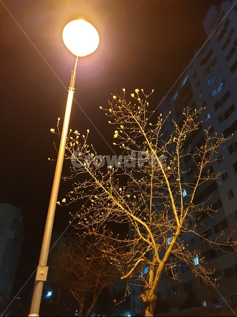 봄날,퇴근길,가로등,봄꽃,밤공기