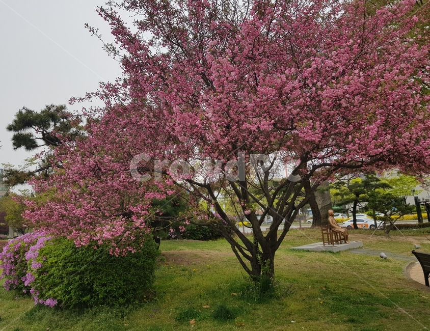 공원,꽃,봄,봄꽃,화사한꽃