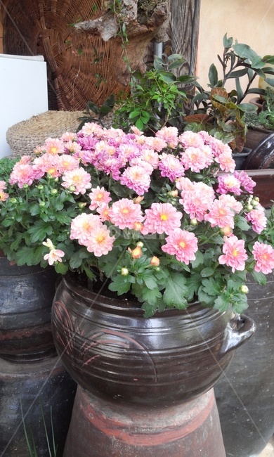 꽃,국화,항아리,항아리화분,핑크,가을,식물,자연,plants,nature,꽃,flower