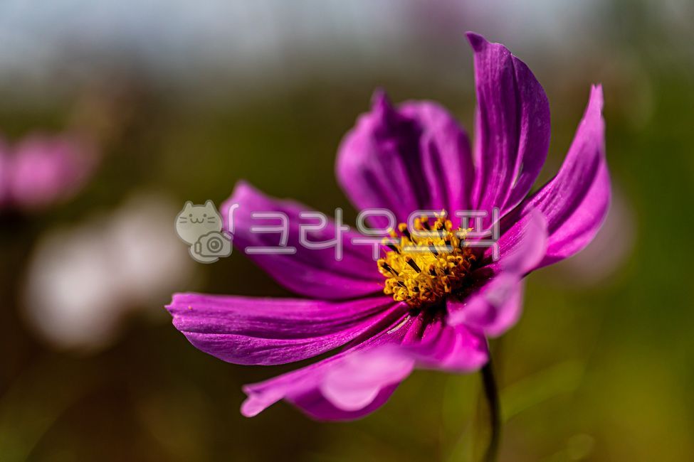 꽃,코스모스,가을,가을꽃,autumn,fall,cosmos,flower,10월,october,자연,nature,식물,plants,접사,클로즈업,closeup,macro,꽃잎,petal,floralleaf