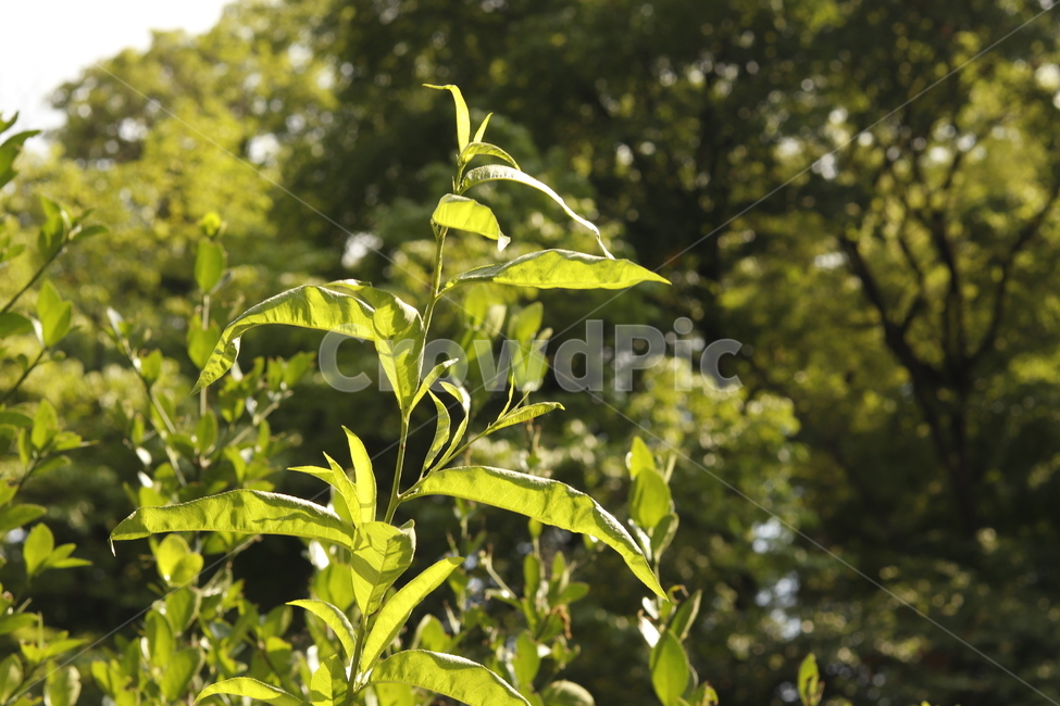 풀,빛,식물,녹색,산,light,plant,green