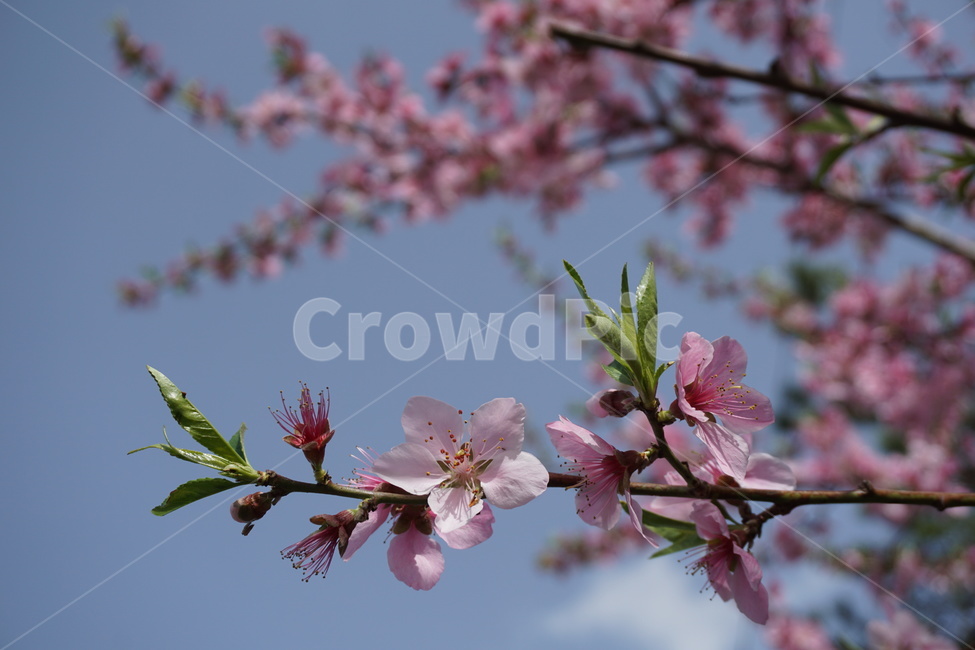봄,벚꽃,녹색,분홍,하늘,벚꽃나무,4월,파란색,봄,계절,spring,season,식물,자연,plants,nature,꽃,flower,plant,blossom