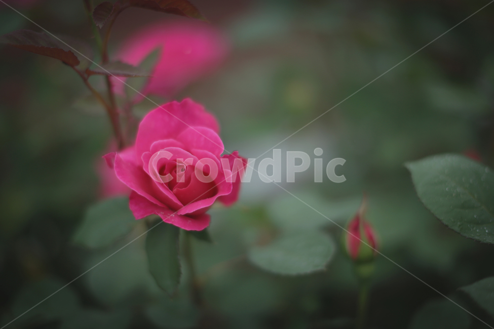 장미,장미꽃,로즈,꽃배경,분홍장미,식물,자연,plants,nature,꽃,flower,감성,sensible,feeling