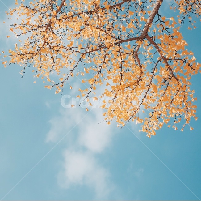 단풍,하늘,은행잎,가을,구름,가을,계절,fall,autumn,season,식물,자연,plants,nature,나무,trees,wood,감성,sensible,feeling,tree,plant,leaf,잎