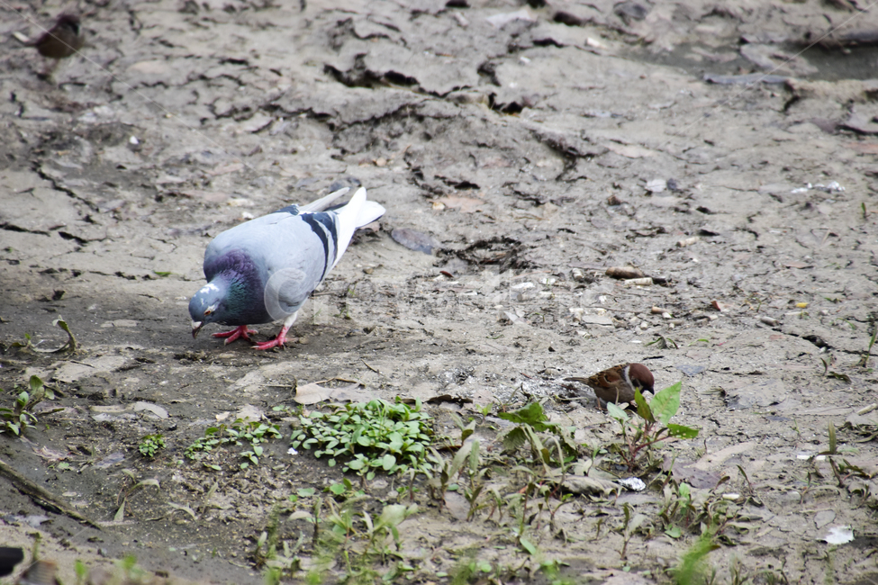 배경,아름다운,자연,새,비둘기,참새,background,beautiful,nature,bird,dove,sparrow,동물,animal,조류,새,birds