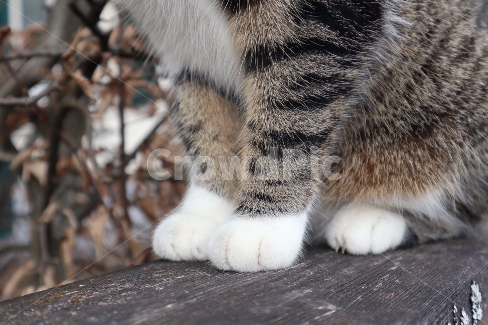 고양이,고양이발,동물,cat,animal
