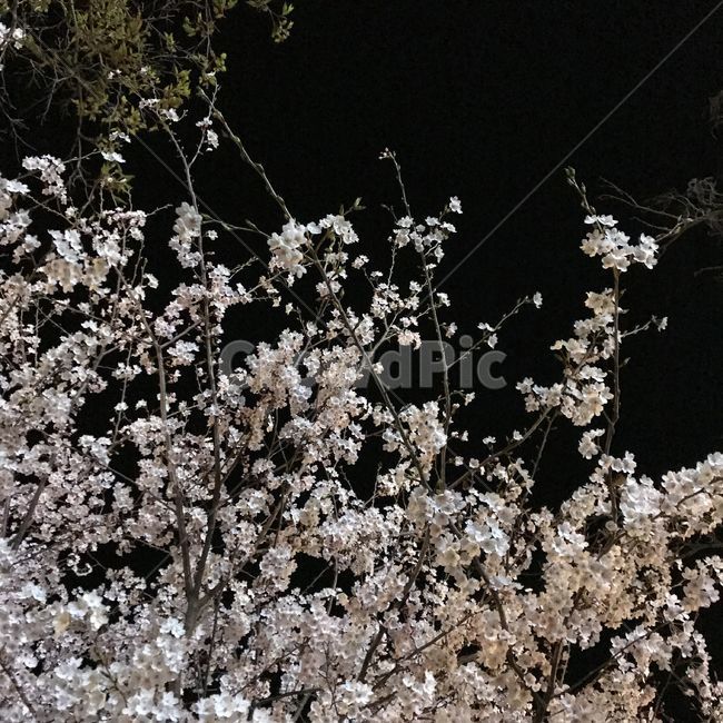 벚꽃,봄,꽃,야간,식물
