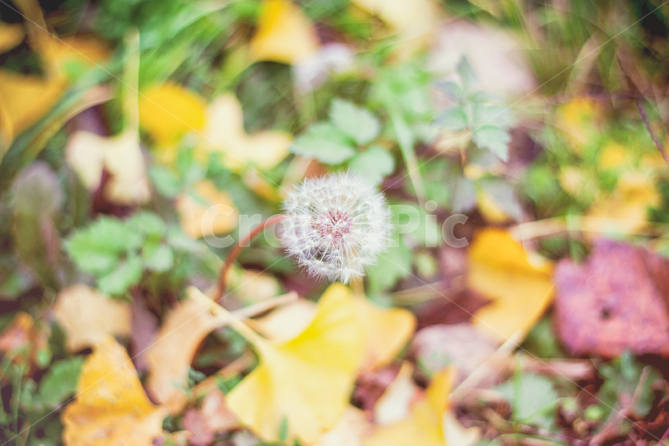 가을,꽃,계절,민들레,낙옆,단풍,자연,풍경,fall,autumn,seasons,flowers,maple,가을,계절,fall,autumn,season,식물,자연,plants,nature,꽃,flower,plant
