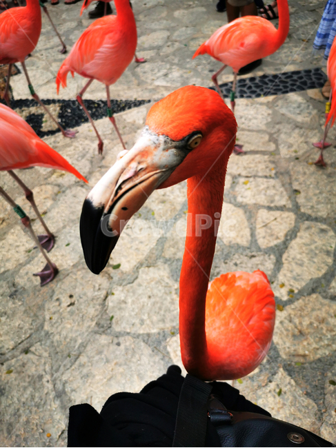 동물,해양동물,플라멩고,홍합,새,bird,animal,flamengo