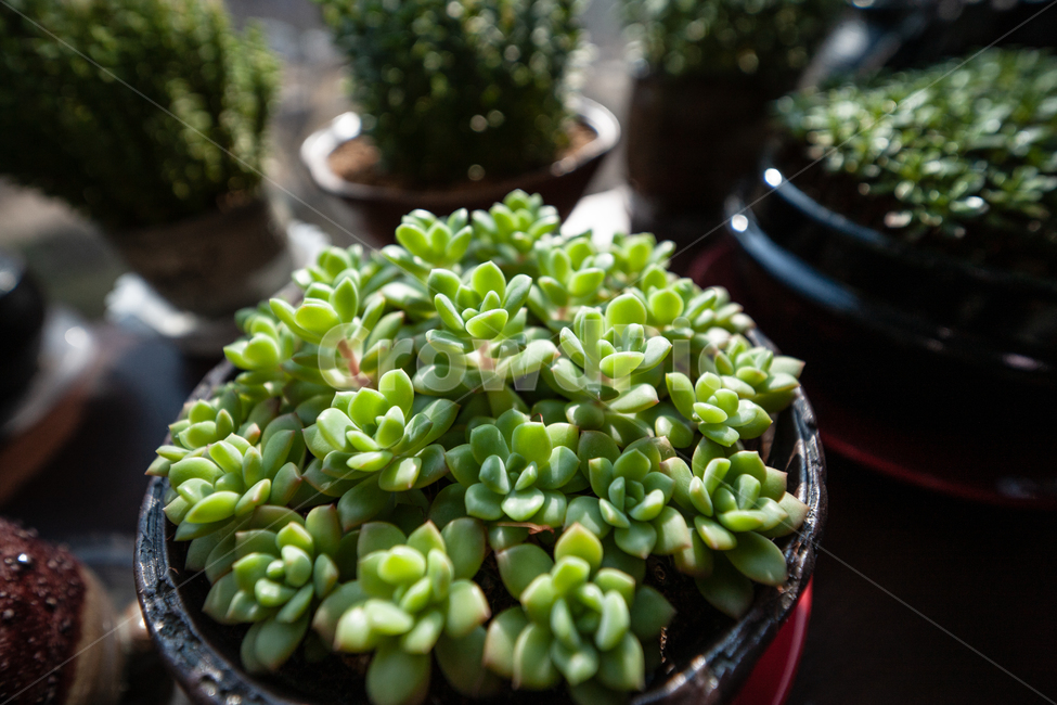 식물,창가,빛,다육식물,botanical,plant,식물,자연,plants,nature