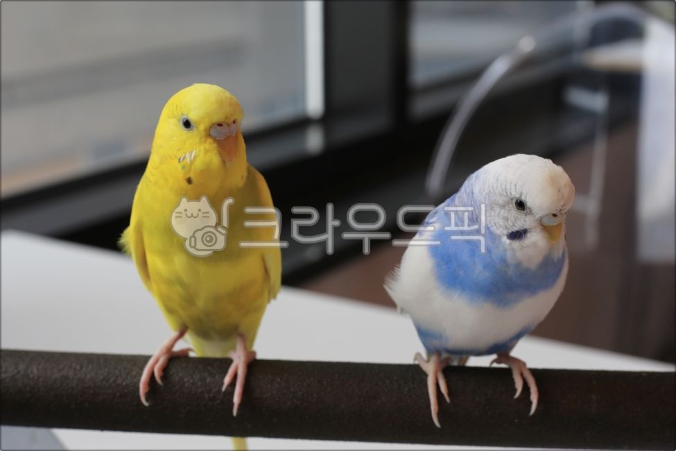 새, 앵무새, 동물, bird, animal, 사진,이미지,일러스트,캘리그라피 - 미리내작가