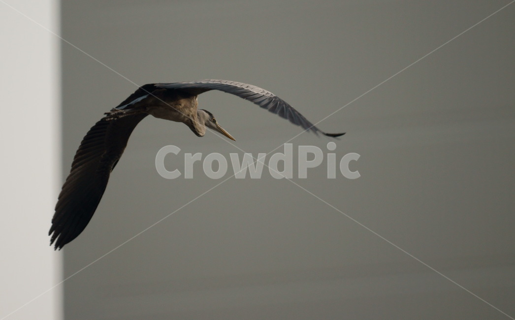 왜가리,새,조류,비행,날개,조류,새,birds