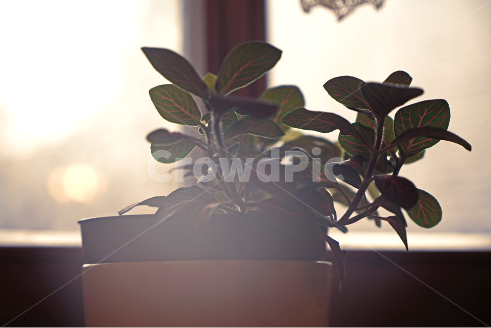 식물,화분,leaf,잎맥,잎,plant,창가,미니화분