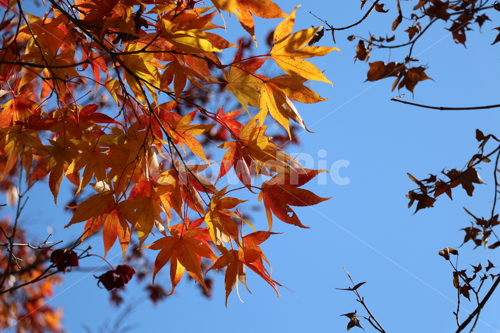 파란하늘,가을,단풍,leaf,plant,식물,tree,나무,나뭇가지,11월,가을,계절,fall,autumn,season