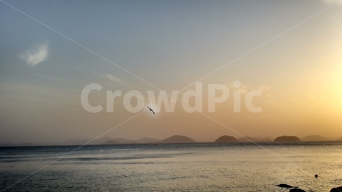 새,비행,섬,풍경,바다,일출,햇빛,하늘,자연,풍경,nature,landscape,동물,animal,조류,새,birds,adventure,모험,leisure activities,레저 활동,gliding,활공,bird