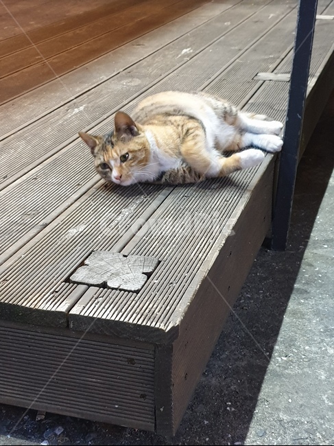 고양이,누운,귀여운,시선,삼색,cat,animal,동물,아련한