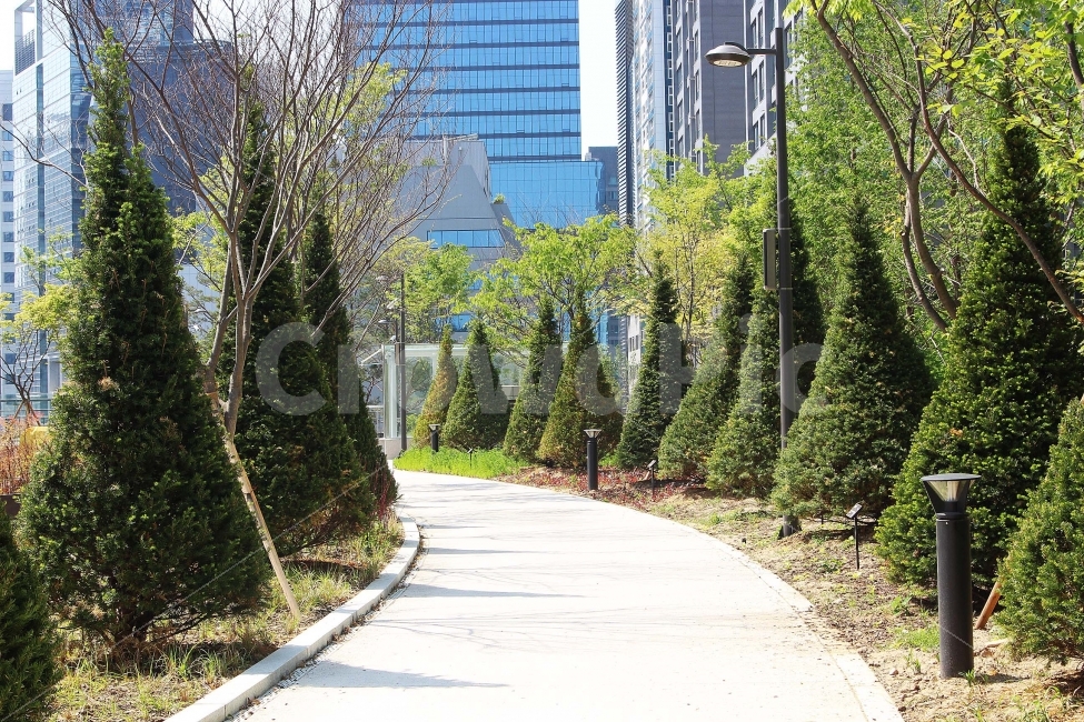 나무,길,오솔길,나들이,소풍,가지,잎,도로,골목,도시,풍경,city,landscape,tree,plant,식물,fir,전나무