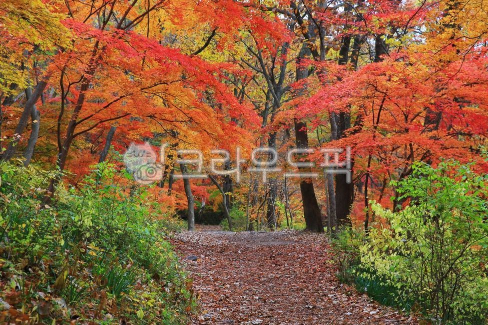 단풍, maple, autumn, 단풍나무, 낙엽, 사진,이미지,일러스트,캘리그라피 - 고운경작가