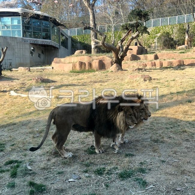 사자,야생,야생동물,무서운,육식,털,강력한,사나운,animal,lion,lions,fur,zoo