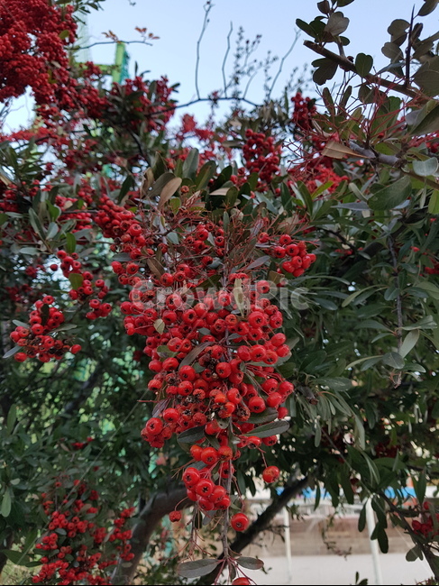 겨울열매,한국남부,빨간열매,과일,식물,식물,자연,plants,nature,과일,열매,fruit